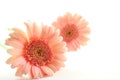 Pink Gerber Daisy