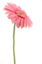 Pink gerber daisy Royalty Free Stock Photo