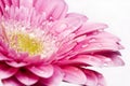 Pink gerber daisy Royalty Free Stock Photo