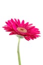 Pink gerber daisy