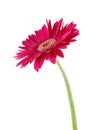 Pink gerber daisy Royalty Free Stock Photo