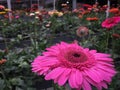 Pink Gerber Daisy Royalty Free Stock Photo