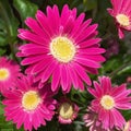 Pink gerber daisy flower Royalty Free Stock Photo