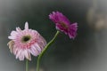 Pink gerber daisy flowers blossom on light dark background. Two beautiful daisies flower blossom with copy space for background. Royalty Free Stock Photo