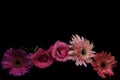 Pink gerber daisy flowers and roses on black background. Flowers lined up on black, horizontal composition with copy space. Royalty Free Stock Photo