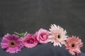 Pink gerber daisy flowers and roses on gray background. Flowers lined up on light dark, horizontal composition with copy space.