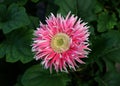 Pink Gerber Daisy Royalty Free Stock Photo