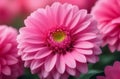 pink gerber daisy. Generative AI