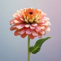Pink gerber daisy on gray isolated background. Flowering flowers, a symbol of spring, new life Royalty Free Stock Photo