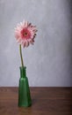 Pink gerber daisy in green vase Royalty Free Stock Photo