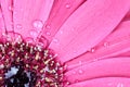 Pink Gerber Daisy Macro Royalty Free Stock Photo