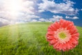 Pink Gerber Daisy Over Grass Field and Sky Royalty Free Stock Photo