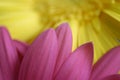 Pink Gerber Daisy petals close up with yellow Gerber Daisy in the background Royalty Free Stock Photo