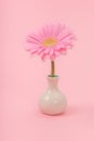 Pink gerber daisy in vase Royalty Free Stock Photo
