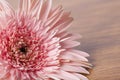 Pink gerber daisy on wooden background Royalty Free Stock Photo