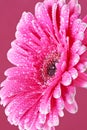 Pink gerber flower Royalty Free Stock Photo