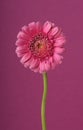 Pink gerber flower Royalty Free Stock Photo