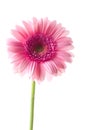 Pink gerber flower Royalty Free Stock Photo