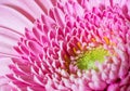 Pink Gerber flower Royalty Free Stock Photo