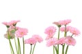 Pink gerber flowers Royalty Free Stock Photo