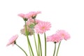 Pink gerber flowers Royalty Free Stock Photo