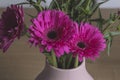 Pink gerber flowers bouquet on a decoration pot Royalty Free Stock Photo