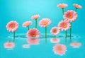 pink gerber flowers in water with blue background Royalty Free Stock Photo