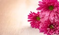 Pink Gerber flowers on white table Royalty Free Stock Photo