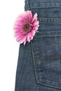 Pink gerber in jeans pocket Royalty Free Stock Photo