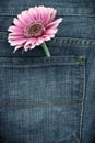 Pink gerber in jeans pocket Royalty Free Stock Photo