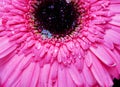 Pink gerber with water drop close up Royalty Free Stock Photo