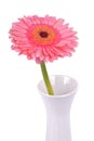 Pink gerber in white vase on a on a white background Royalty Free Stock Photo