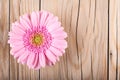 Pink gerber on wooden background