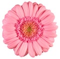 Pink gerbera