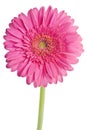 Pink Gerbera