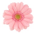 Pink gerbera Royalty Free Stock Photo