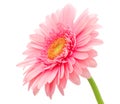 Pink gerbera