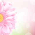 Pink Gerbera Royalty Free Stock Photo