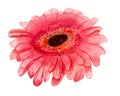 Pink gerbera