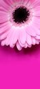 Pink Gerbera Royalty Free Stock Photo