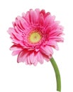 Pink Gerbera Royalty Free Stock Photo