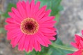 Gerbera Royalty Free Stock Photo