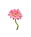 Pink gerbera or barberton daisy flower blooming with green stem isolated on white background top view , clipping path Royalty Free Stock Photo