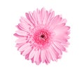 Pink gerbera or barberton daisy flower blooming with water drops isolated on white background top view , clipping path Royalty Free Stock Photo