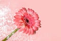 Pink gerbera or barberton daisy flower on water surface with ripples and sunlight reflections. Beauty spa, relaxation or