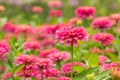 Pink Gerbera, Barberton daisy Royalty Free Stock Photo