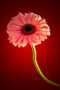 Pink Gerbera in beautiful full blossom, on red , Clipping path included. Royalty Free Stock Photo