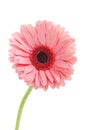 Pink Gerbera in beautiful full blossom, on white : Clipping path included. Royalty Free Stock Photo