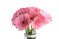 Pink gerbera blooming in glass vase decoration, beautiful flower on white background Royalty Free Stock Photo