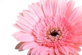 Pink gerbera blooming in springtime, beautiful single flower on white background Royalty Free Stock Photo